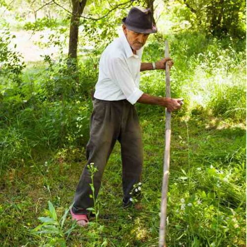 Mowing With a Scythe: Proper Equipment and Technique
